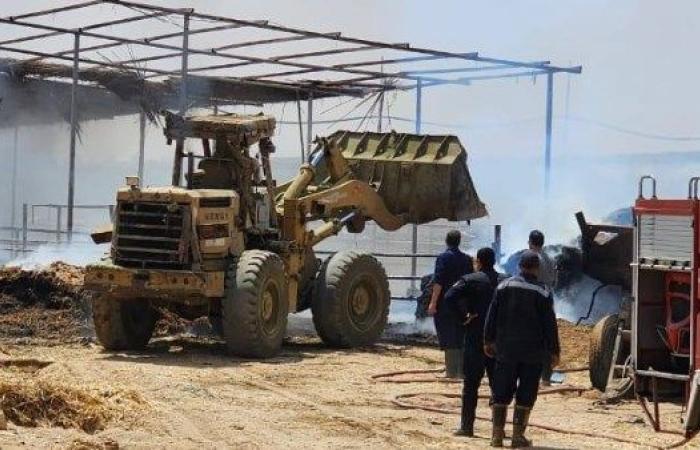 إنقاذ 2000 رأس ماشية  من حريق بإحدى المزارع بمركز ومدينةأبوصوير